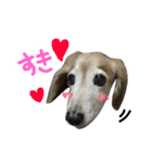 レイド♡#犬 #ミニチュアダックス #写真（個別スタンプ：6）