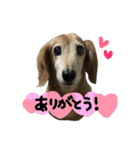 レイド♡#犬 #ミニチュアダックス #写真（個別スタンプ：7）