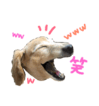 レイド♡#犬 #ミニチュアダックス #写真（個別スタンプ：8）