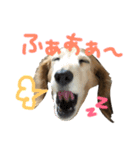 レイド♡#犬 #ミニチュアダックス #写真（個別スタンプ：9）
