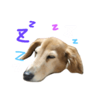 レイド♡#犬 #ミニチュアダックス #写真（個別スタンプ：10）