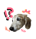 レイド♡#犬 #ミニチュアダックス #写真（個別スタンプ：11）