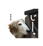 レイド♡#犬 #ミニチュアダックス #写真（個別スタンプ：13）