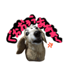 レイド♡#犬 #ミニチュアダックス #写真（個別スタンプ：14）