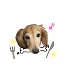 レイド♡#犬 #ミニチュアダックス #写真（個別スタンプ：15）