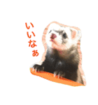 りりー(フェレット)（個別スタンプ：1）