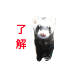 りりー(フェレット)（個別スタンプ：2）