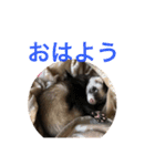 りりー(フェレット)（個別スタンプ：3）