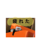 りりー(フェレット)（個別スタンプ：4）