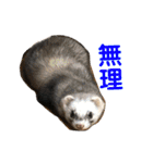 りりー(フェレット)（個別スタンプ：15）