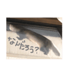 りりー(フェレット)（個別スタンプ：18）