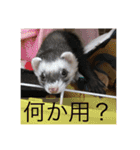 りりー(フェレット)（個別スタンプ：20）