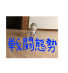 りりー(フェレット)（個別スタンプ：22）
