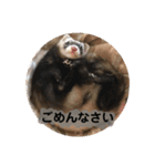 りりー(フェレット)（個別スタンプ：26）