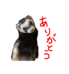 りりー(フェレット)（個別スタンプ：31）
