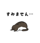 にゃんちぃスタンプ2（個別スタンプ：14）