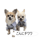 チワワ P兄弟 吹き出し版（個別スタンプ：1）