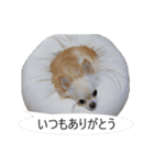 チワワ P兄弟 吹き出し版（個別スタンプ：4）