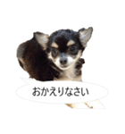 チワワ P兄弟 吹き出し版（個別スタンプ：7）