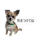 チワワ P兄弟 吹き出し版（個別スタンプ：8）