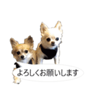 チワワ P兄弟 吹き出し版（個別スタンプ：9）