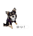 チワワ P兄弟 吹き出し版（個別スタンプ：11）