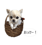 チワワ P兄弟 吹き出し版（個別スタンプ：12）
