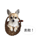 チワワ P兄弟 吹き出し版（個別スタンプ：13）