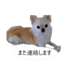 チワワ P兄弟 吹き出し版（個別スタンプ：14）