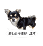 チワワ P兄弟 吹き出し版（個別スタンプ：15）