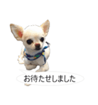 チワワ P兄弟 吹き出し版（個別スタンプ：16）