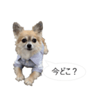 チワワ P兄弟 吹き出し版（個別スタンプ：17）