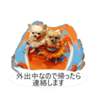 チワワ P兄弟 吹き出し版（個別スタンプ：18）