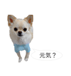 チワワ P兄弟 吹き出し版（個別スタンプ：21）