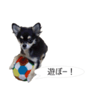 チワワ P兄弟 吹き出し版（個別スタンプ：22）