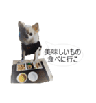 チワワ P兄弟 吹き出し版（個別スタンプ：23）