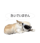 チワワ P兄弟 吹き出し版（個別スタンプ：25）