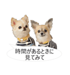 チワワ P兄弟 吹き出し版（個別スタンプ：26）