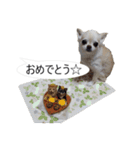 チワワ P兄弟 吹き出し版（個別スタンプ：27）