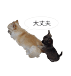 チワワ P兄弟 吹き出し版（個別スタンプ：28）