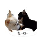 チワワ P兄弟 吹き出し版（個別スタンプ：29）