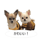 チワワ P兄弟 吹き出し版（個別スタンプ：30）