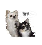 チワワ P兄弟 吹き出し版（個別スタンプ：32）