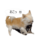 チワワ P兄弟 吹き出し版（個別スタンプ：33）