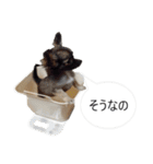 チワワ P兄弟 吹き出し版（個別スタンプ：34）