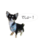 チワワ P兄弟 吹き出し版（個別スタンプ：35）