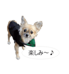 チワワ P兄弟 吹き出し版（個別スタンプ：36）