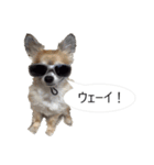 チワワ P兄弟 吹き出し版（個別スタンプ：38）
