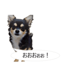 チワワ P兄弟 吹き出し版（個別スタンプ：39）