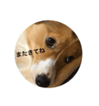 フラッフィーコーギー（個別スタンプ：15）